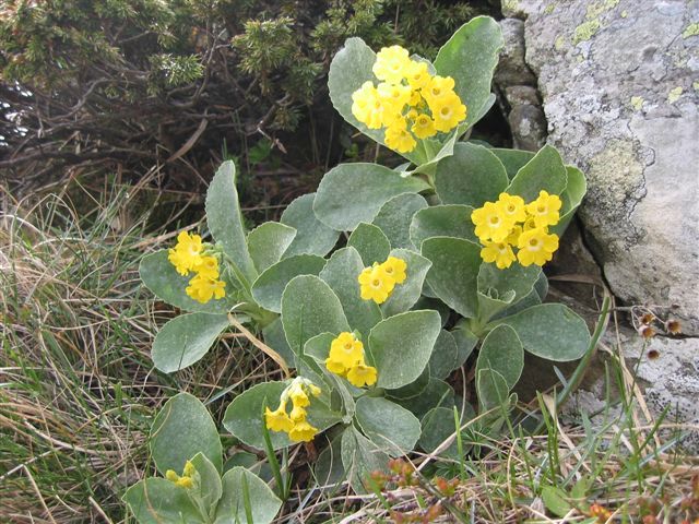  Image name: primula3.jpg 
 width: 640 pixel 
 height: 480 pixel 
 Size: 95103 bytes 
 Click to enlarge 